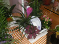 Composition of plants in fuchsia color with handmade wooden base