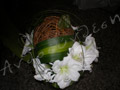 Handmade wicker balls <br/> with lacing from amaryllis and fragrans <br/> on a plexiglass